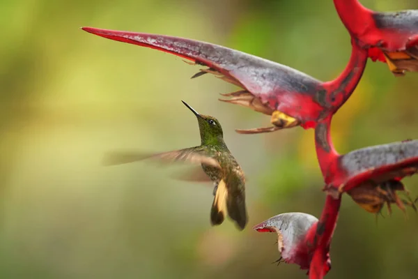 Buff-Tail Coronet, boissonneaua flavescens, grüne Kolibri, schwebt unter roten Helikonien Blume. kolumbien, rio blanco. — Stockfoto