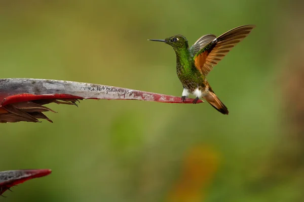 Buff-Tail Coronet, boissonneaua flavescens, grüner Kolibri mit ausgestreckten Flügeln, der auf einer roten Helikonia-Blume thront. kolumbien, rio blanco. — Stockfoto