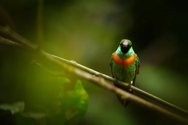 Close up, rare, grass green with rufous breast band colored hummingbird, male, Gould's Jewel-front Heliodoxa aurescens perched on twig against blurred forest background. Sumaco volcano area, Ecuador. — Stock Photo, Image