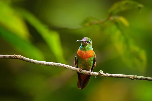 Close up, rare, grass green with rufous breast band colored hummingbird, male, Gould's Jewel-front Heliodoxa aurescens perched on twig against blurred forest background. Sumaco volcano area, Ecuador. — Stock Photo, Image