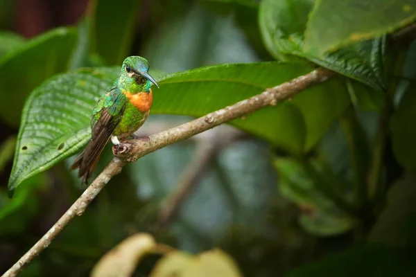 Muy cerca, raro, verde hierba con banda de pecho rufo coloreado colibrí, macho, Joya de Gould-frente Heliodoxa aurescens encaramado en rama sobre fondo borroso bosque. Zona del volcán Sumaco, Ecuador . —  Fotos de Stock