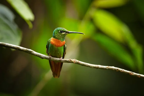 Zeldzaam, schijnt grasgroen met Rosse borst band gekleurde kolibrie, mannelijke, goulds Jewel-front Heliodoxa aurescens zat op takje tegen wazig bos achtergrond. Sumaco vulkaan gebied, Ecuador. — Stockfoto