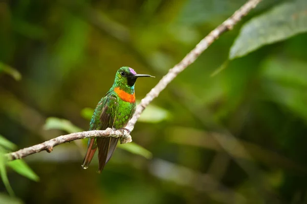 Rare, vert herbe brillant avec bande mammaire rousse colibri coloré, mâle, Heliodoxa aurescens Jewel-front de Gould perché sur brindille sur fond de forêt floue. Région du volcan Sumaco, Équateur . — Photo