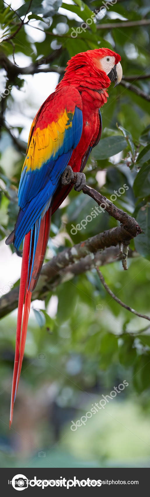 Vertical Photo Of Big Amazonian Parrot Red And Yellow Scarlet Macaw Ara Macao Perched On Branch In Natural Environment Of Rainforest Wildlife Photography Costa Rica Central America Stock Photo Image By C