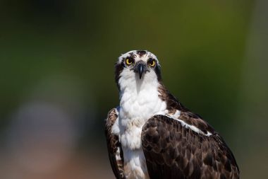 Arka plan bulanık, vahşi sorguç, Pandion haliaetus, doğrudan kameraya bakarak portresi izole. Balık yeme yırtıcı kuş detayını. İskoçya, Europe.