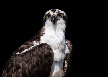 Isolated on black background, portrait of wild Osprey, Pandion haliaetus. Close up wild raptor, staring directly at camera. Bird of prey catching fish. Europe. clipart