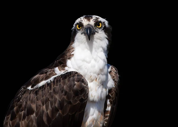 Aislado sobre fondo negro, retrato de Osprey salvaje, Pandion haliaetus. Cerca de raptor salvaje, mirando directamente a la cámara. Pájaro rapaz pescando. Europa . — Foto de Stock