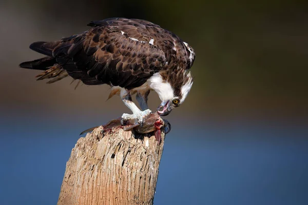 Close up portrait of wild Osprey, Pandion haliaetus, feeding on fish on dead tree trunk against blue river background. Close up wild raptor, isolated on blurred background, with the catfish caught. — Stock Photo, Image