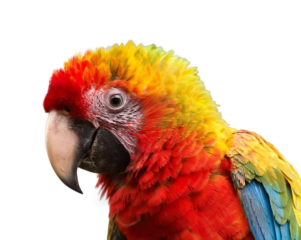 Isolado no branco, retrato de papagaio híbrido muito colorido de Scarlet Macaw, Ara macao e Grande arara verde, Ara ambiguus. Vida selvagem. Costa Rica . — Fotografia de Stock