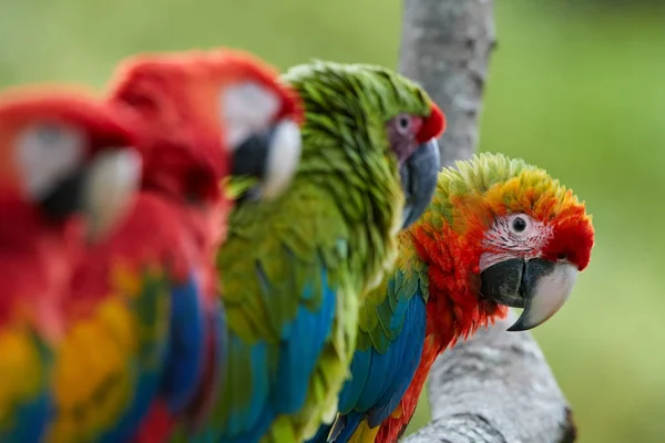 Любопытный попугай, пялящийся прямо в камеру из ряда попугаев Ара. Алый макак и Большой зеленый макак, портрет четырех красных и зеленых, разноцветных попугаев-амазонок подряд, сосредоточенный на последнем. Дикая природа . — стоковое фото