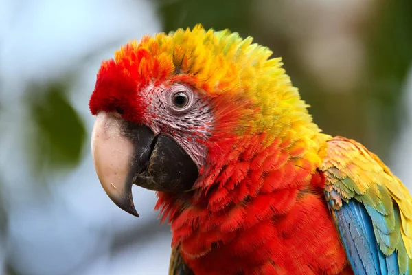 Porträt eines sehr farbenfrohen Hybridpapageien aus scharlachrotem Ara, ara macao und großem grünem Ara, ara ambibiguus. Wildtiere. costa rica. — Stockfoto