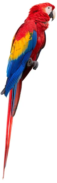 Aislado en blanco, foto vertical de loro amazónico grande, guacamayo escarlata rojo y amarillo, Ara macao, encaramado en la rama. Fotografía de vida silvestre. Costa Rica. América Central . — Foto de Stock