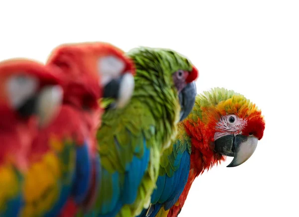 Isoliert auf einem weißen, neugierigen Papagei, der direkt aus einer Reihe von Papageien in die Kamera starrt. Portrait von vier roten und grünen, farbenfrohen Amazonas-Papageien in einer Reihe, fokussiert auf die letzten. Wildtiere. costa rica. — Stockfoto