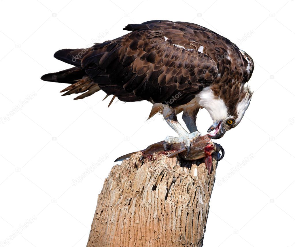 Isolated on white, wild Osprey, Pandion haliaetus, feeding on fish on dead tree trunk against white background. Close up wild raptor, isolated on white background, with the catfish caught.