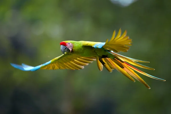 Endangered parrot, Great green macaw, Ara ambiguus, also known as Buffon's macaw. Green-yellow, wild tropical forest parrot, flying with outstretched wings against blurred background. Costa Rica. — Stock Photo, Image