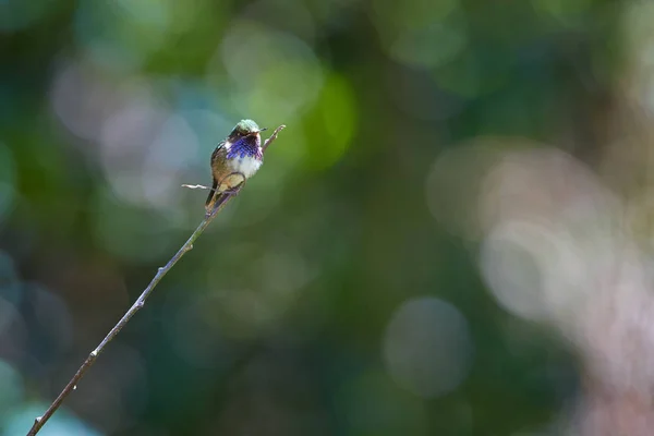 Vulkan hummingbird, Selasphorus flammula, mycket sällsynta endemit till bergen i Costarica och Panama. Man uppe på stammen mot färgglada, suddig bakgrund. Cordillera de Talamanca, Costa Rica. — Stockfoto