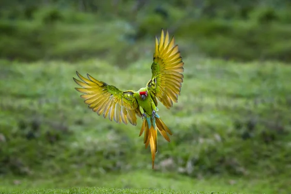 Perroquet en voie de disparition, grand aras vert, Ara ambiguus, aussi connu sous le nom d'aras de Buffon. Perroquet vert et rouge de la forêt tropicale, atterrissant avec des ailes déployées sur fond flou. Panama . — Photo