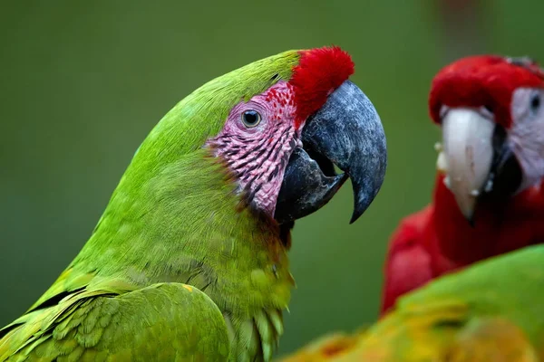 Portrait of endangered parrot, Great green macaw, Ara ambiguus, also known as Buffon\'s macaw against blurred group of macaw parrots in background. Close up, wild animal. Costa Rica