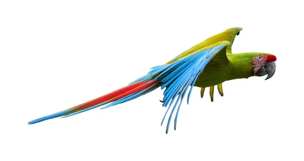 Isolado em fundo branco, Grande arara verde, Ara ambiguus, também conhecido como arara de Buffon. Papagaio-americano tropical verde-amarelo, selvagem e ameaçado de extinção, voando com asas estendidas . — Fotografia de Stock