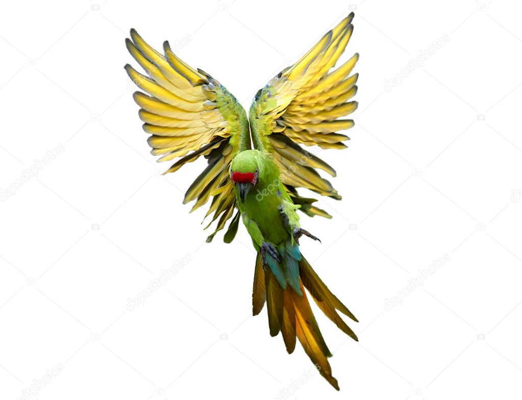 Isolated on white, endangered parrot, Great green macaw, Ara ambiguus, also known as Buffon's macaw flying with outstretched wings from direct view. Wild animal. Green-yellow parrot in angel pose.