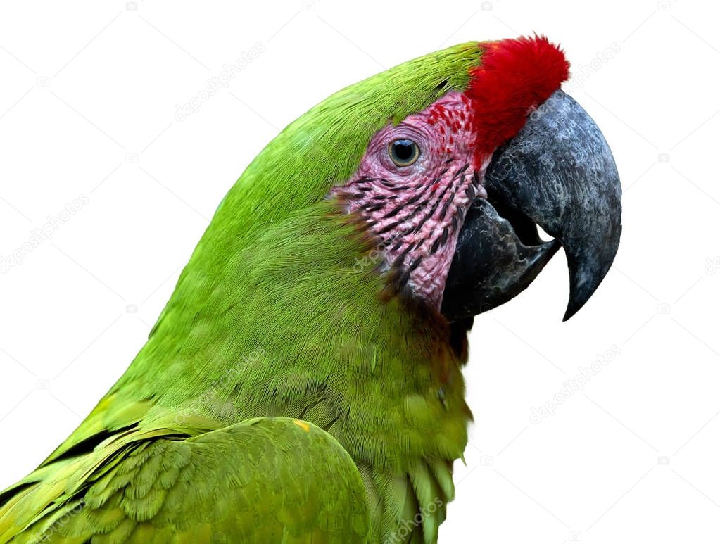 Isolated on white, portrait of endangered parrot, Great green macaw, Ara ambiguus, also known as Buffon's macaw. Close up, wild animal. Colombia