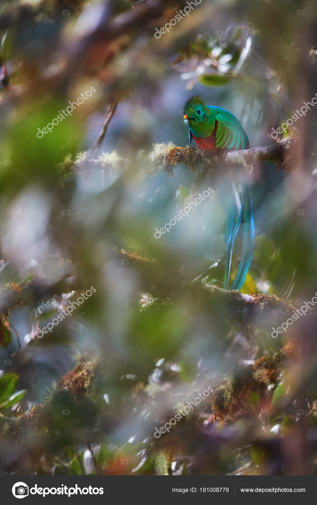 Quetzal Resplendissant Menacées Pharomachrus Mocinno Oiseau