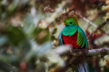Şaşaalı Quetzal, Pharomachrus mocinno, kırmızı ve parlak yeşil, uzun kuyruklu tropik kuşu, Maya ve Aztek halklar için kutsal portresi. Yağmur ormanları yaban hayatı sembolü. Talamanca, Kosta Rika.