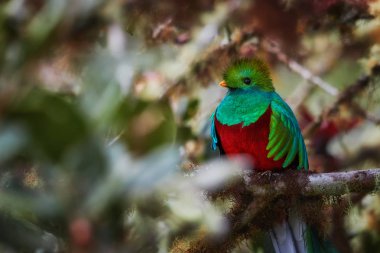 Portrait of Resplendent Quetzal, Pharomachrus mocinno, red and sparkling green, long-tailed tropical bird, sacred to Maya and Aztec peoples. Symbol of rainforest wildlife. Talamanca, Costa Rica. clipart