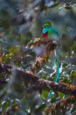 Şaşaalı Quetzal, Pharomachrus mocinno, onun renkli tüyleri için bilinen uzun kuyruklu tropik kuşu. Kırmızı ve yeşil kutsal kuş. Cloudforest yaban hayatı sembolü. Cordillera de Talamanca, Kosta Rika.