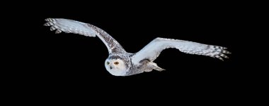 Güzel karlı baykuş Bubo scandiacus uçan siyah arka plan üzerinde izole. Sihirli beyaz baykuş siyah noktalar ve parlak sarı gözleri ile tam olarak uçan kanat uzanmış. Arctic yaban hayatı sembolü. 