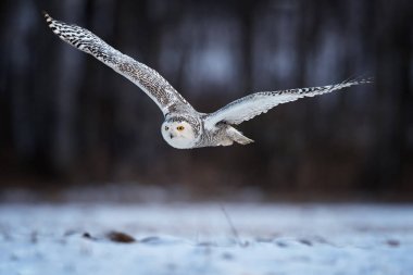 Güzel karlı baykuş Bubo scandiacus, huş ağacı orman arka planda siyah noktalar ve kış kırsal kesimde uçan parlak sarı gözlü beyaz baykuş karşı kar kaplı sihirli bulanık. Düşük açılı fotoğraf.