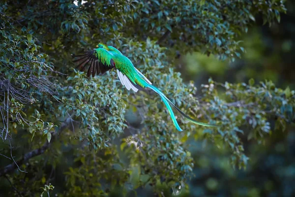 Flying Resplendent Quetzal, Pharomachrus mocinno, uccello tropicale iridescente dalla coda lunga che si nutre di avocado selvatico. Vista rara sul volo maschile con ali spiegate e piume di coda svolazzanti . — Foto Stock