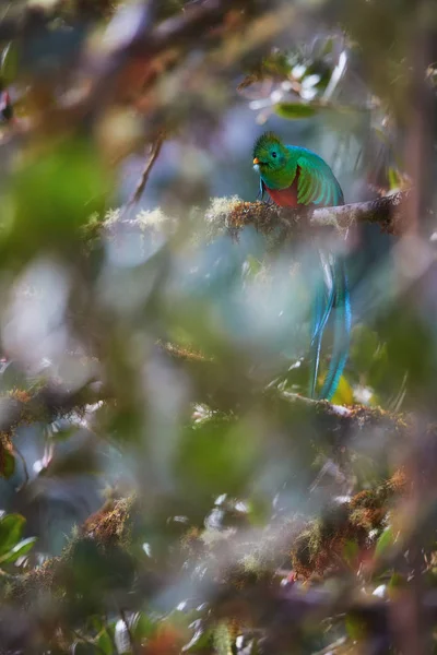 Ameaçou Quetzal resplandecente, Pharomachrus mocinno, pássaro tropical colorido de cauda longa. Pássaro verde vermelho e espumante no ambiente da floresta tropical. Vista através de folhas borradas de abacate selvagem . — Fotografia de Stock