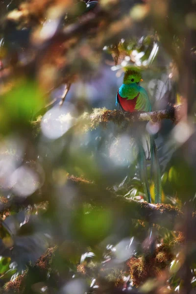 Minacciato Quetzal Risplendente, Pharomachrus mocinno, colorato uccello tropicale dalla coda lunga. Uccello rosso e frizzante nella foresta pluviale. Vista attraverso le foglie sfocate di avocado selvatico . — Foto Stock