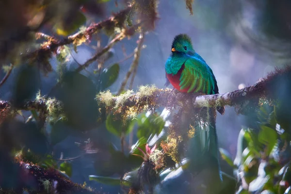 Ameaçou Quetzal resplandecente, Pharomachrus mocinno, pássaro tropical colorido de cauda longa. Pássaro verde vermelho e espumante no ambiente da floresta tropical. Vista através de folhas borradas de abacate selvagem . — Fotografia de Stock
