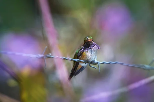 Volcano kolibri, Selasphorus flammula, mand med strålende vin-farvet gorget, sjældne lille fugl, begrænset til højlandet i Costa Rica og Panama. Cordillera de Talamanca, Costa Rica . - Stock-foto