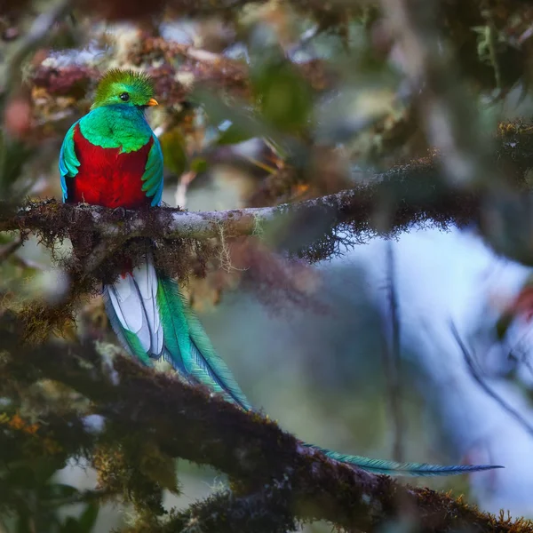 Quetzal resplandecente, Pharomachrus mocinno, ave tropical de cauda longa, conhecida por sua plumagem colorida. Pássaro vermelho e verde, sagrado para os povos maias e astecas. Símbolo costa-riquenho da vida selvagem da floresta tropical — Fotografia de Stock