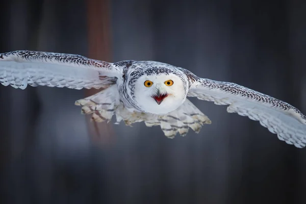 Útočící Sněžná sova Bubo scandiacus z přímého pohledu. Portait slavné bílé sovy s černými skvrnami a zářivě žluté oči, letící přímo na kameru. Zvířecí akční scény, Finsko. — Stock fotografie