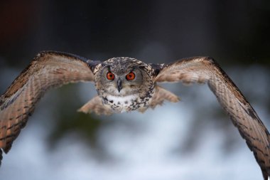 Kartal baykuş Bubo bubo, doğrudan, kamera soyut kış arka plan karşı uzanmış kanatlı uçan büyük baykuş portresi. Avrupa orman parlak turuncu gözlü baykuş. Çek highlands.