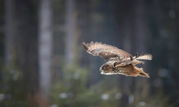 Panoramafoto von nachtaktiven Greifvogel, Uhu, bubo bubo, riesige Eule fliegen im Winter europäischen Wald. Eule mit leuchtend orangen Augen. Seitenansicht, Winterwald mit Schneeflocken. tschechisches Hochland. — Stockfoto