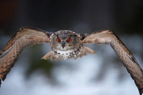 Eagle owl, Bubo bubo, portrét velké sovy letící přímo na kameru s roztaženými křídly, abstraktní zimní pozadí. Sova s jasně oranžové oči v evropském lese. Česká Vysočina. — Stock fotografie