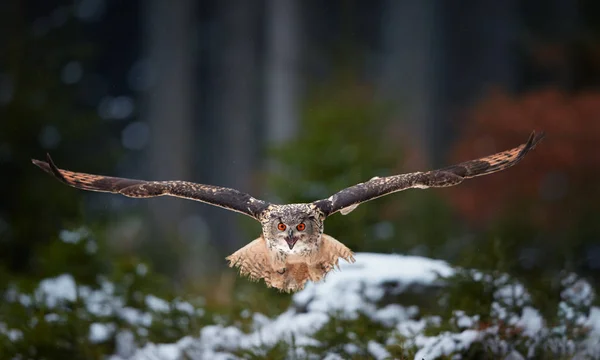 ワシミミズク、横痃横痃、カメラ完全に差し出された翼と抽象的な冬の背景の開かれたくちばしで直接飛んでいる巨大なフクロウ。ヨーロッパの森林の明るいオレンジ目フクロウの叫び. — ストック写真