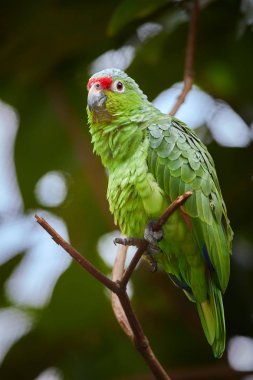 Kırmızı önlü veya dal yağmur ormanlarının arka plan karşı Finsch'ın muhabbetkuşu, neotropical yeşil papağan kırmızı bere, Nikaragua, Kosta Rika ve Batı Panama, doğal ile tünemiş. Dikey fotoğraf.
