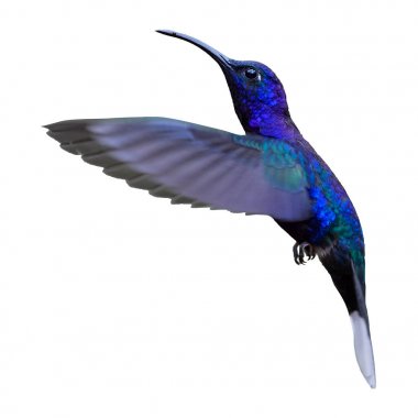 Isolated on white background, blue hummingbird, Campylopterus hemileucurus, glittering Violet Sabrewing hovering in the air. La Paz, Costa Rica. clipart