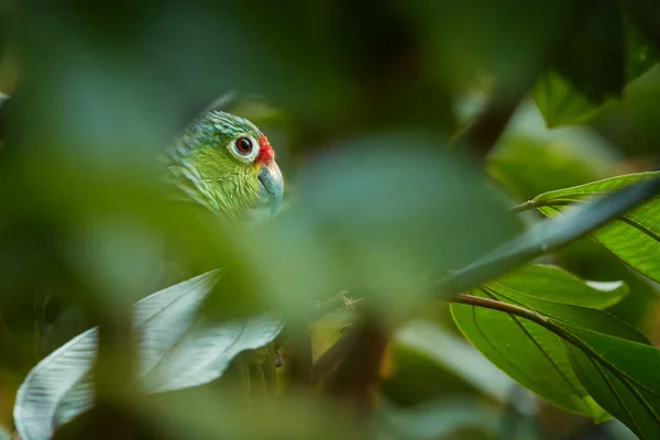 Dziki frontem Crimson lub biolog Finsch's Parakeet, neotropical par zielony — Zdjęcie stockowe