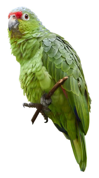 Na białym tle na białym tle, pionowe zdjęcie dzikiego frontem Crimson lub biolog Finsch's Parakeet, neotropical Zielona papuga z czerwoną czapkę, naturalne, Nikaragua, Kostaryka i Panama zachodnich. — Zdjęcie stockowe