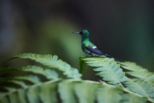 Piccolo colibrì con coda lunga, Discosura conversii, Thorntail verde, maschio appollaiato su foglia di felce. Foresta pluviale, Costa Rica . — Foto Stock