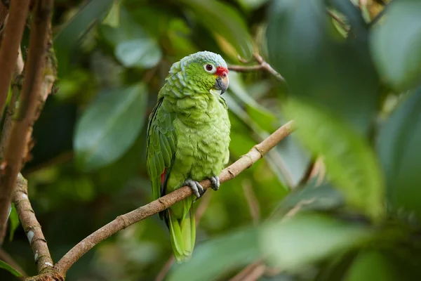 Wild Crimson-fronted or Finsch's Parakeet, neotropical green parrot with red cap, natural to Nicaragua, Costa Rica and western Panama, perched on twig among leaves in rainforest.  Wild animal. — Stock Photo, Image