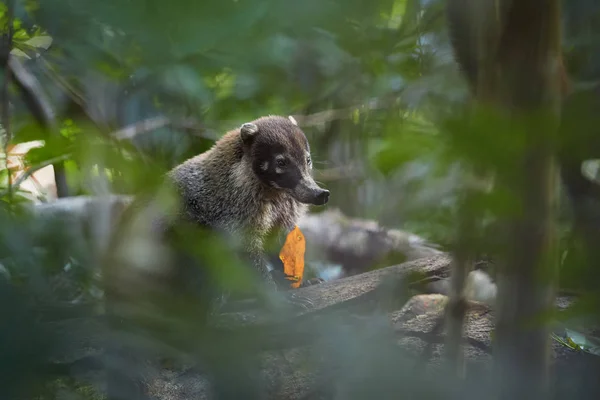 Isolado no fundo da floresta, coati de nariz branco, Nasua narica olhando diretamente para a câmera. Coatimundi em seu habitat florestal típico. Animal selvagem na floresta tropical. Costa Rica . — Fotografia de Stock