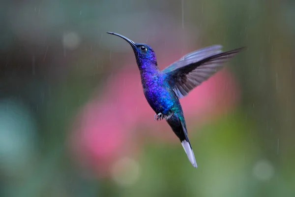 Primo piano colibrì blu, Campylopterus hemileucurus, scintillante Violet Sabrewing aleggiante sotto la pioggia su sfondo astratto, colorato, rosa e verde con tracce di pioggia. Foresta pluviale, Costa Rica . — Foto Stock